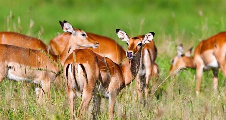 Safari privado de 4 días por el Serengeti, Ngorongoro y Tarangire. - Seven Wonders Safaris 1