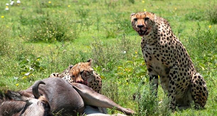 Safari privado de 4 días por el Serengeti, Ngorongoro y Tarangire. - Seven Wonders Safaris 2