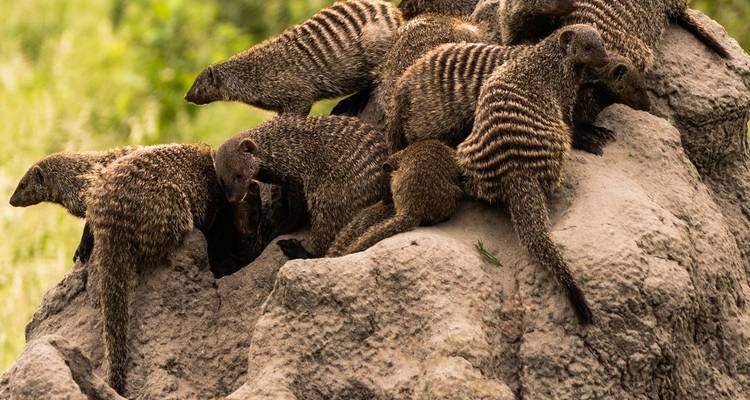 Safari privado de 4 días por el Serengeti, Ngorongoro y Tarangire. - Seven Wonders Safaris 3