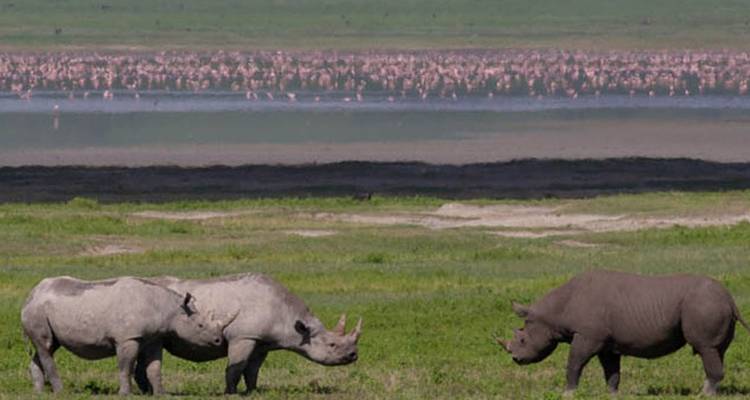 Safari privado de 4 días por el Serengeti, Ngorongoro y Tarangire. - Seven Wonders Safaris 4