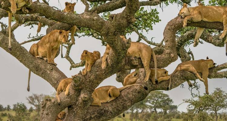 Safari privado de 4 días por el Serengeti, Ngorongoro y Tarangire. - Seven Wonders Safaris 6