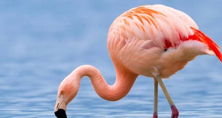 7 jours de voyage de noces de luxe en Tanzanie - Seven Wonders Safaris 1