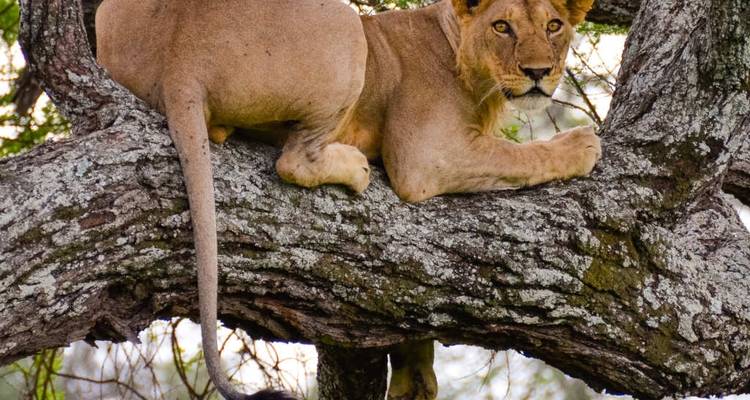 7 jours de voyage de noces de luxe en Tanzanie - Seven Wonders Safaris 2