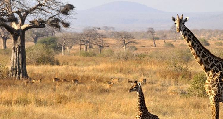 7 jours de voyage de noces de luxe en Tanzanie - Seven Wonders Safaris 3