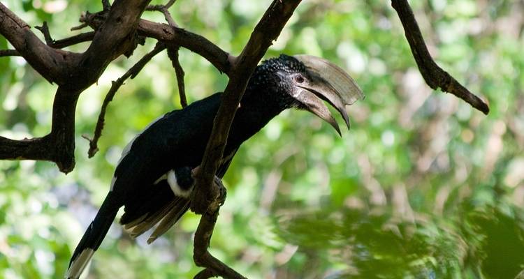 7 jours de voyage de noces de luxe en Tanzanie - Seven Wonders Safaris 4