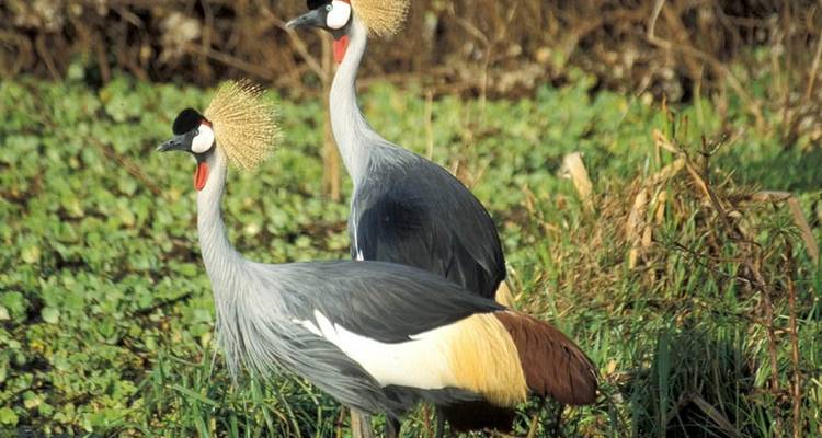 7 jours de voyage de noces de luxe en Tanzanie - Seven Wonders Safaris 6