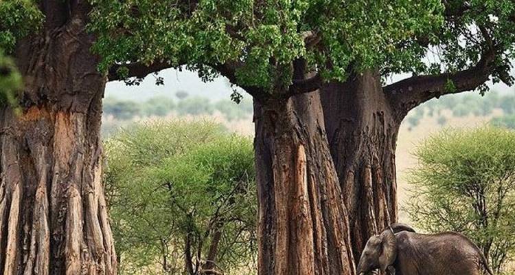 7 jours de voyage de noces de luxe en Tanzanie - Seven Wonders Safaris 7