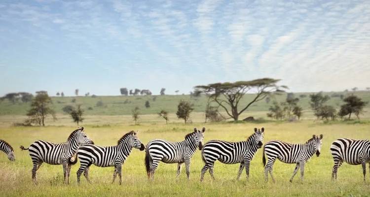 Safari haut de gamme exclusif de 6 jours à Tarangire, Ngorongoro et Serengeti - Seven Wonders Safaris 1