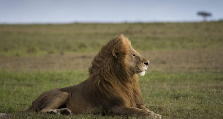 Safari haut de gamme exclusif de 6 jours à Tarangire, Ngorongoro et Serengeti - Seven Wonders Safaris 3