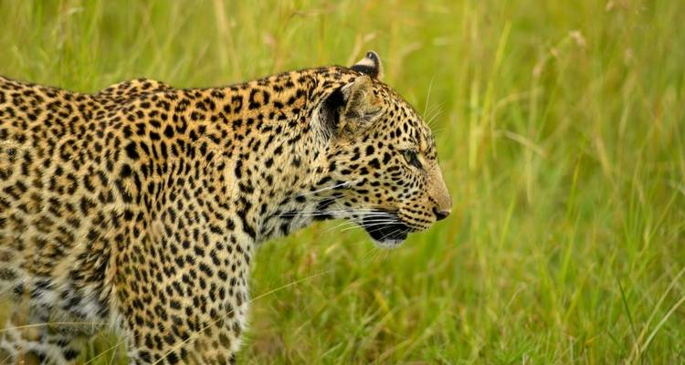 Safari haut de gamme exclusif de 6 jours à Tarangire, Ngorongoro et Serengeti - Seven Wonders Safaris 6