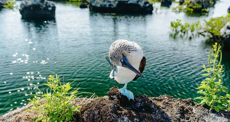 11 Days Single Gay Men Group Tour Ecuador and Galapagos Islands - Responsible Travel South America 4