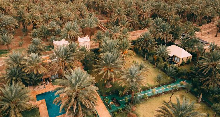 Aerial view of a lush palm oasis with a pool.