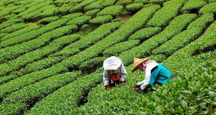 Tesoros culturales y paisajes tranquilos: la ruta de Chengdu a Laos - TUI China 5