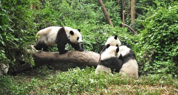 Tesoros culturales y paisajes tranquilos: la ruta de Chengdu a Laos - TUI China 3