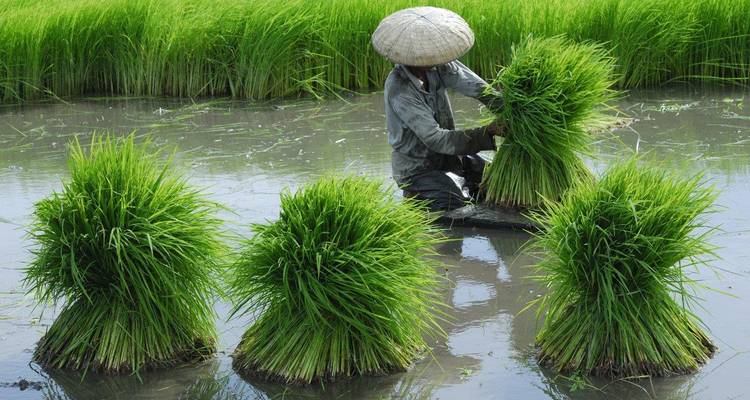 Personne récoltant des plants de riz dans un champ.