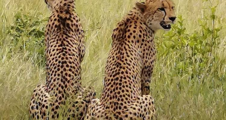 Safari de lujo por el Parque Kruger y excursión en autocar/autobús por Ciudad del Cabo - con vuelo nacional - Amatungulu Tour 1