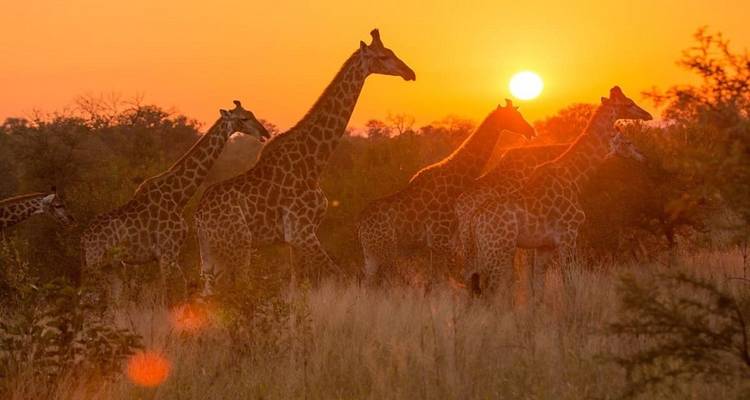 Safari de lujo por el Parque Kruger y excursión en autocar/autobús por Ciudad del Cabo - con vuelo nacional - Amatungulu Tour 2