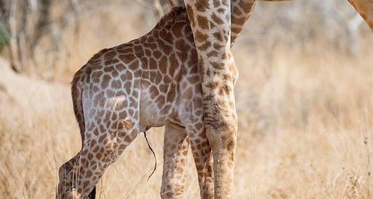Safari de lujo por el Parque Kruger y excursión en autocar/autobús por Ciudad del Cabo - con vuelo nacional - Amatungulu Tour 3