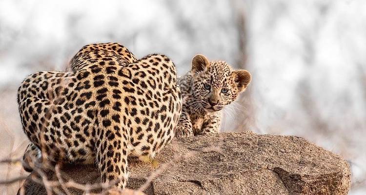 Safari de lujo por el Parque Kruger y excursión en autocar/autobús por Ciudad del Cabo - con vuelo nacional - Amatungulu Tour 6