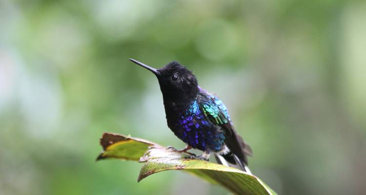 8 jours d'aventure en Équateur, à la découverte de la nature, de la culture et des merveilles - Responsible Travel South America 6