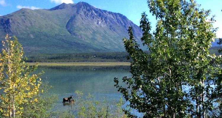 Les aurores boréales de l'Alaska (d'Anchorage, AK à Fairbanks, AK) (2024) - Collette 6