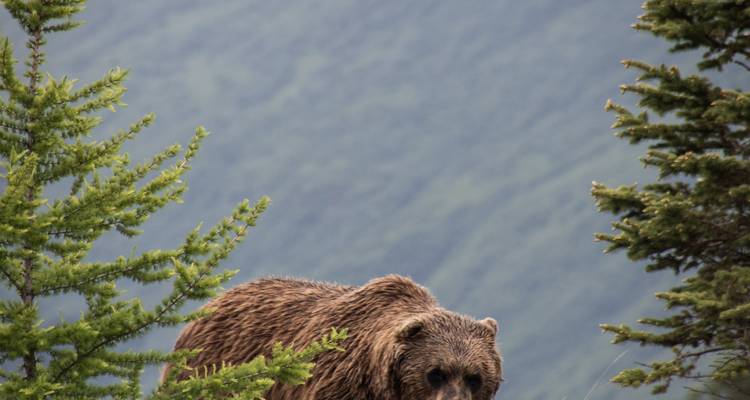 Close-up of a grizzly bear emerging between evergreen branches with misty mountains in the background.
