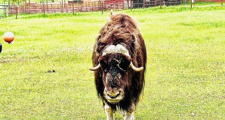 A solitary musk ox stands in a grassy enclosure on a bright day.