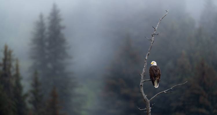 A bald eagle perches on a bare branch before a misty evergreen forest.