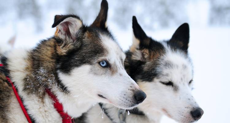 La nature sauvage à l'état pur : l'aventure arctique en husky - journaway 3