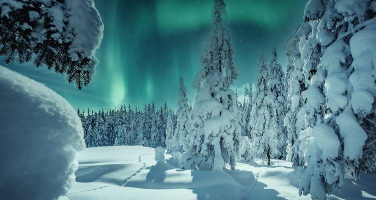 Une forêt enneigée sous les aurores boréales.