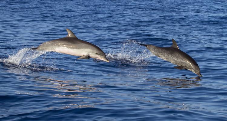 Deux dauphins sautant hors de l'eau en créant des éclaboussures.
