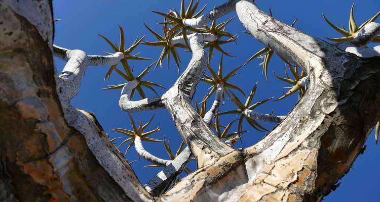 Viaje por carretera a Namibia: Canyonscape & Safari Adventure - journaway 2