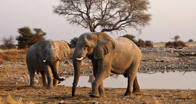 Viaje por carretera a Namibia: Canyonscape & Safari Adventure - journaway 9