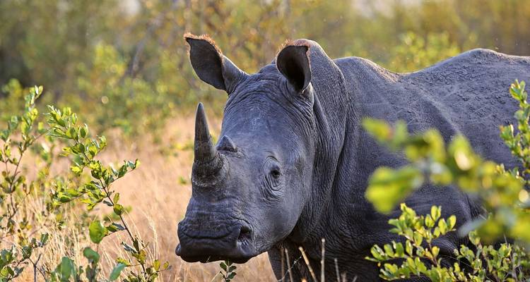 Viaje por carretera a Sudáfrica: Glamping salvaje y Safari Kruger (8 destinations) - journaway 9
