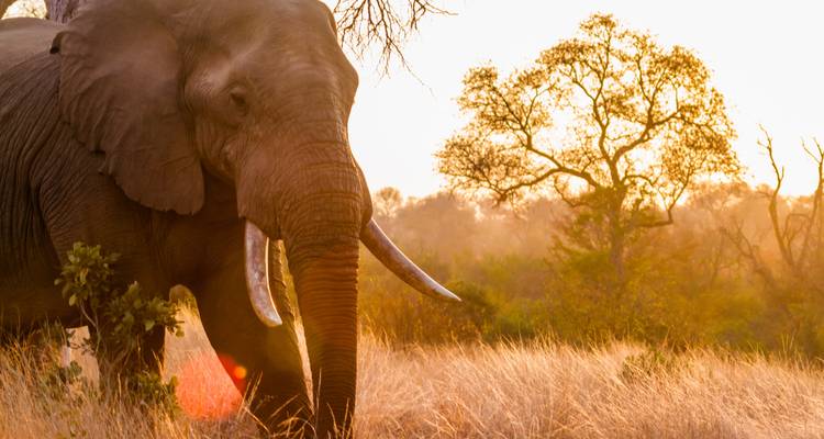 Viaje por carretera a Sudáfrica: Glamping salvaje y Safari Kruger (8 destinations) - journaway 7