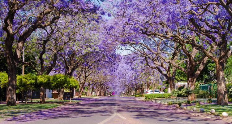 Rue bordée de jacarandas en fleurs.