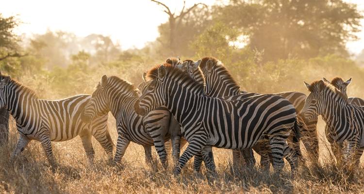 Des zèbres se tenant ensemble dans une zone herbeuse pendant l'heure dorée.