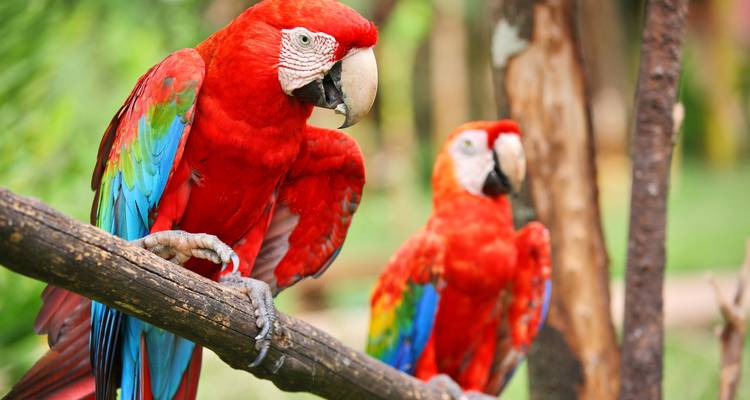 Aventure au Brésil : dans les profondeurs verdoyantes de l'Amazonie - journaway 2