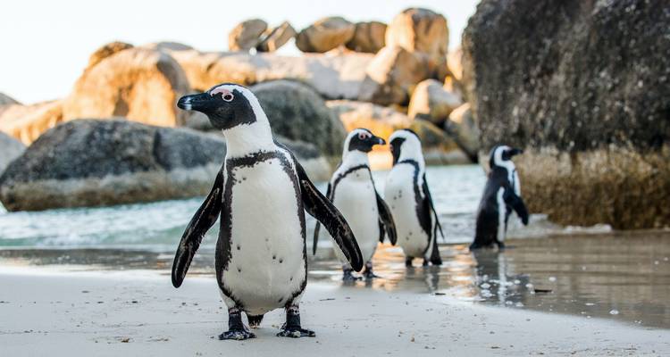 Aventura sudafricana: Viaje por carretera en Glamping a la Ruta Jardín - journaway 1