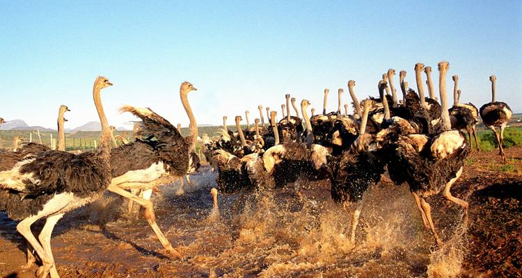 Aventura sudafricana: Viaje por carretera en Glamping a la Ruta Jardín - journaway 7
