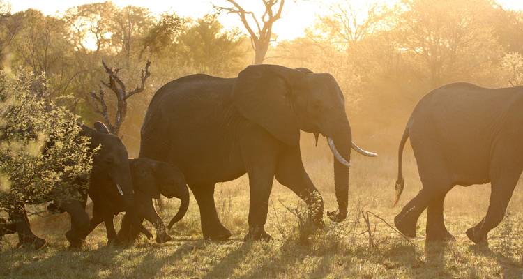 Sudáfrica y Eswatini: Viaje por carretera en Glamping a los Cinco Grandes - journaway 7