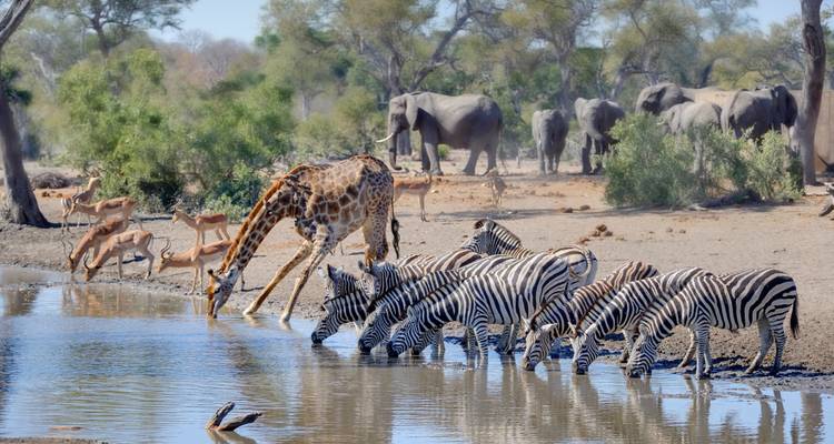 Sudáfrica y Eswatini: Viaje por carretera en Glamping a los Cinco Grandes - journaway 8