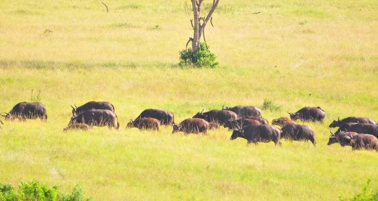 10 jours de safari gorille et faune en Ouganda - Oree Safaris 3