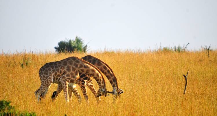10 jours de safari gorille et faune en Ouganda - Oree Safaris 4
