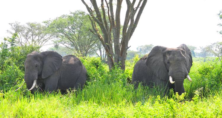 10 jours de safari gorille et faune en Ouganda - Oree Safaris 6