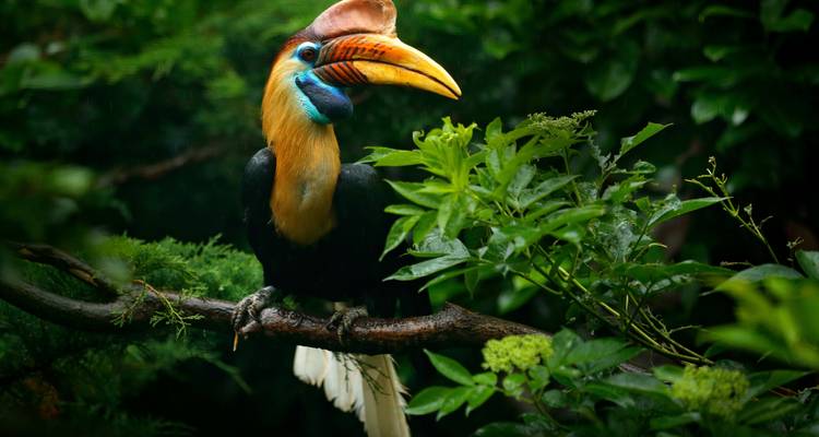 Les contrastes de l'Asie : la jungle de Sumatra & les skylines étincelantes ! - journaway 9