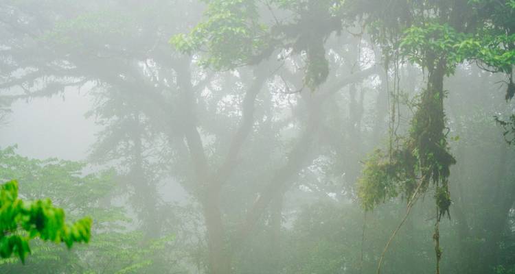 Liste de choses à faire au Costa Rica : Jungle Nights & Pura Vida ! - journaway 6