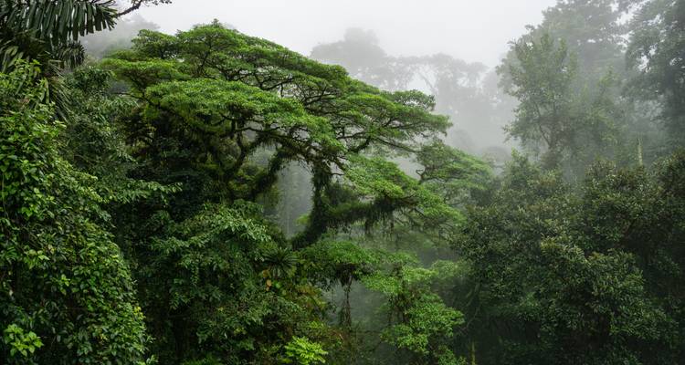 Liste de choses à faire au Costa Rica : Jungle Nights & Pura Vida ! - journaway 9