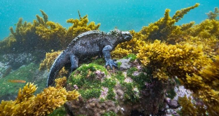 Galápagos de lujo 8 días - GUIDEcuador Travel 4