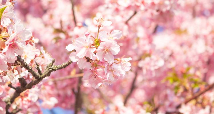 Fleurs de cerisier en pleine floraison contre un ciel dégagé.